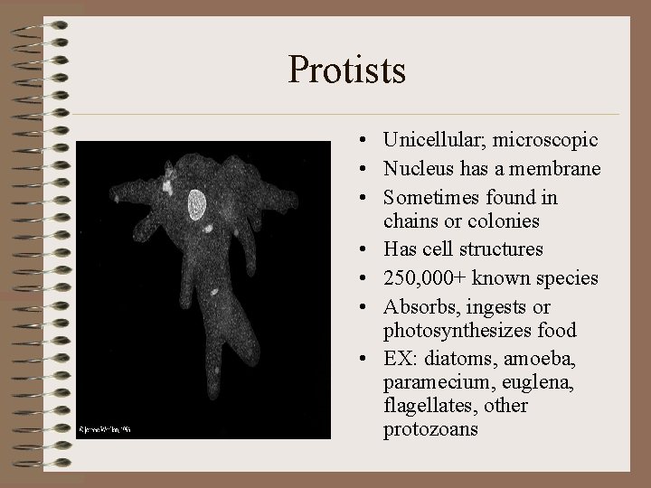 Protists • Unicellular; microscopic • Nucleus has a membrane • Sometimes found in chains