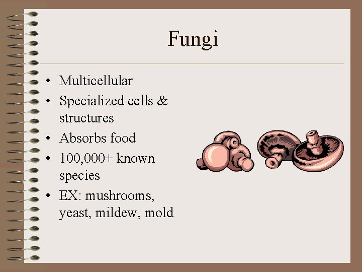 Fungi • Multicellular • Specialized cells & structures • Absorbs food • 100, 000+