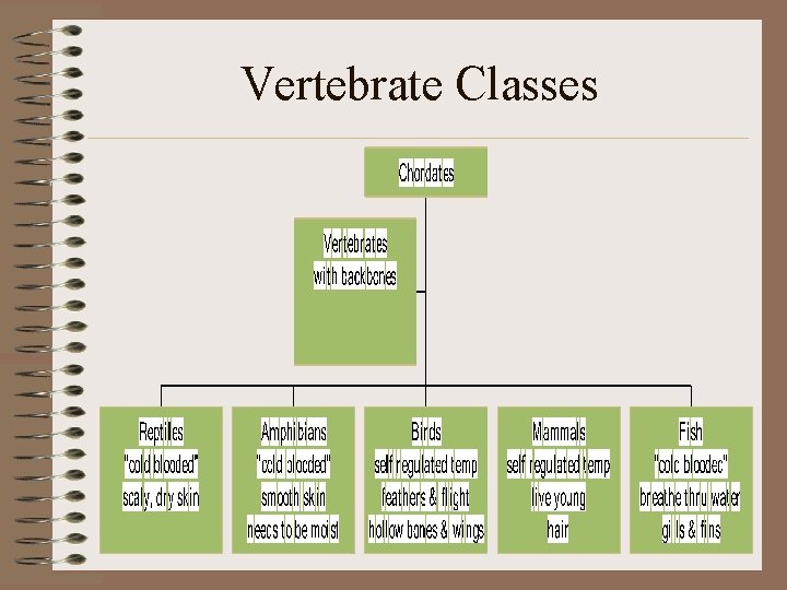 Vertebrate Classes 