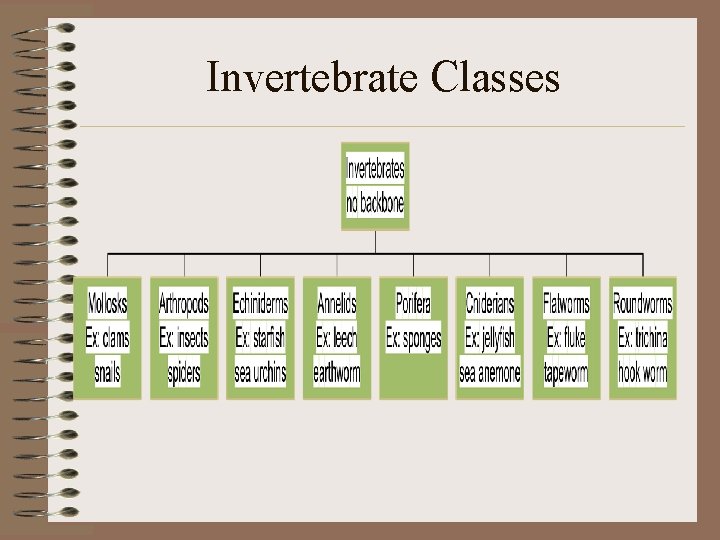 Invertebrate Classes 