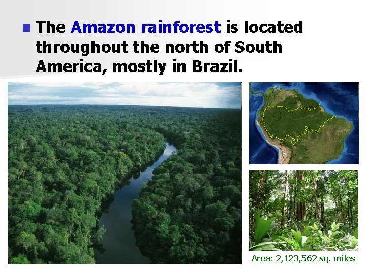 n The Amazon rainforest is located throughout the north of South America, mostly in