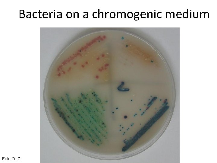 Bacteria on a chromogenic medium Foto O. Z. 