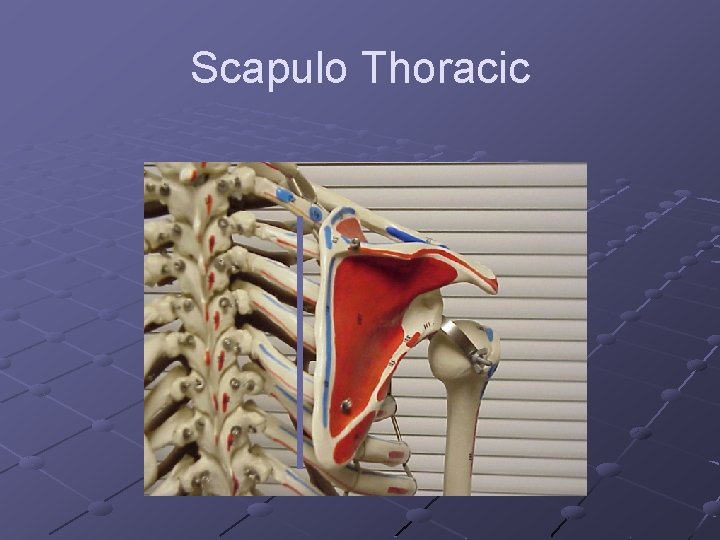 Scapulo Thoracic 