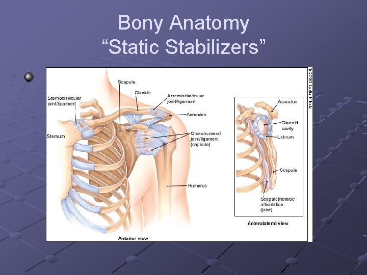 Bony Anatomy “Static Stabilizers” 