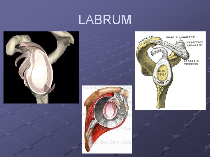 LABRUM 