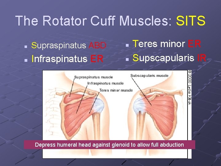 The Rotator Cuff Muscles: SITS n Supraspinatus ABD n Infraspinatus ER Teres minor ER