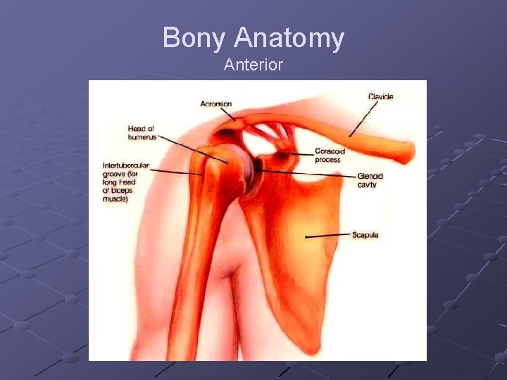 Bony Anatomy Anterior 