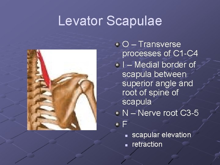 Levator Scapulae O – Transverse processes of C 1 -C 4 I – Medial