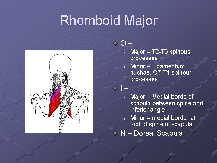Rhomboid Major O– n n Major – T 2 -T 5 spinous processes Minor
