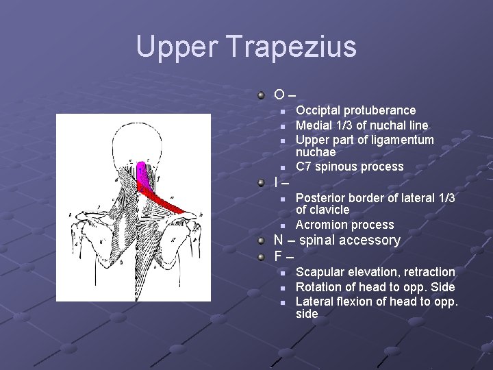 Upper Trapezius O– n n Occiptal protuberance Medial 1/3 of nuchal line Upper part