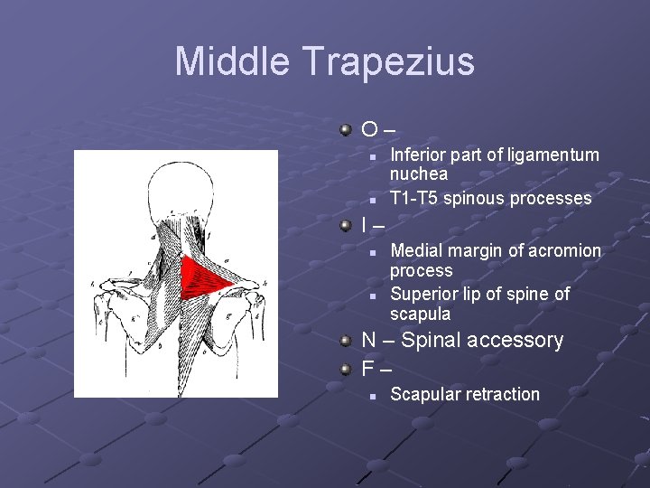 Middle Trapezius O– n n Inferior part of ligamentum nuchea T 1 -T 5