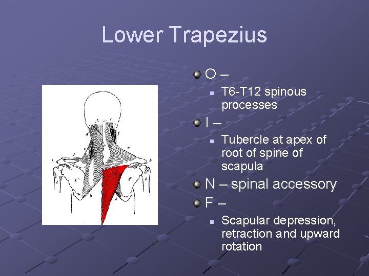 Lower Trapezius O– n T 6 -T 12 spinous processes I– n Tubercle at