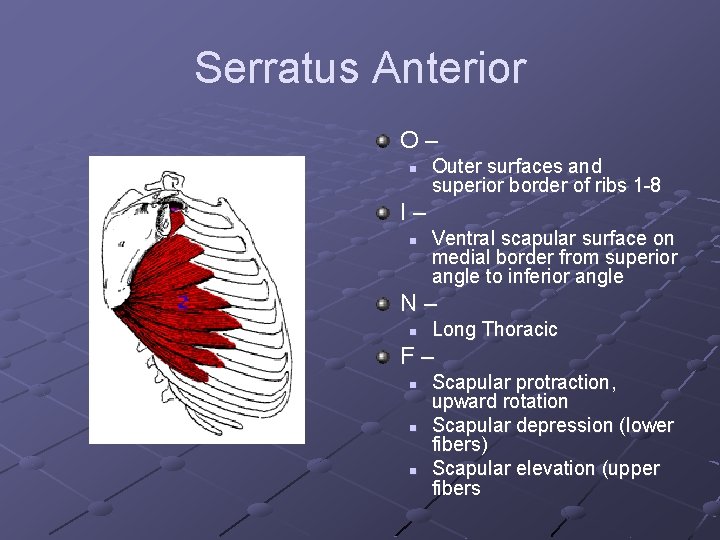 Serratus Anterior O– n Outer surfaces and superior border of ribs 1 -8 I–