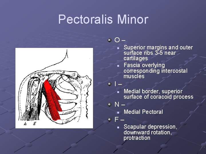 Pectoralis Minor O– n n Superior margins and outer surface ribs 3 -5 near
