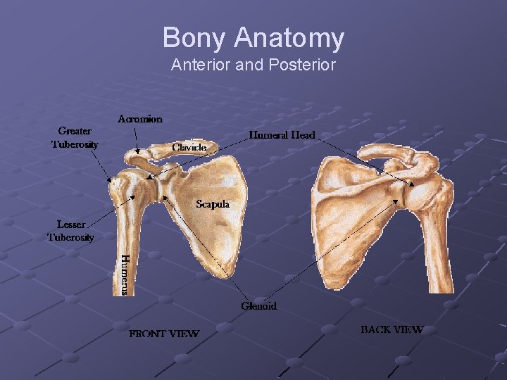 Bony Anatomy Anterior and Posterior 