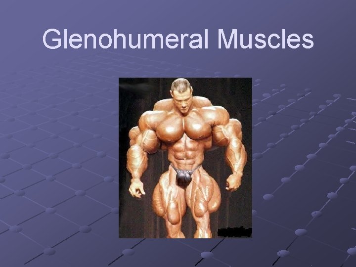 Glenohumeral Muscles 