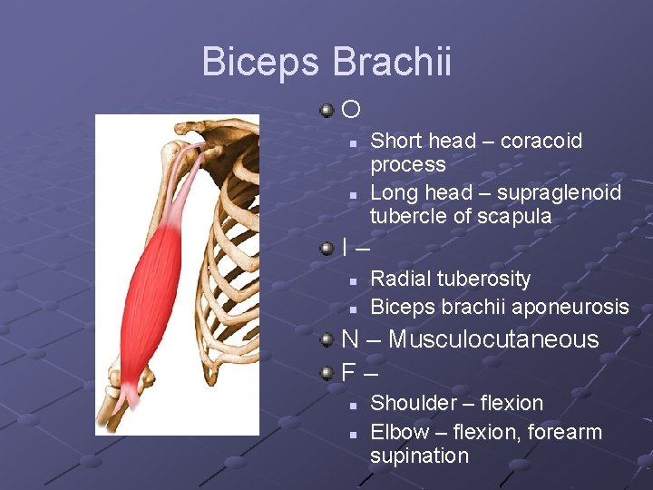 Biceps Brachii O n n Short head – coracoid process Long head – supraglenoid