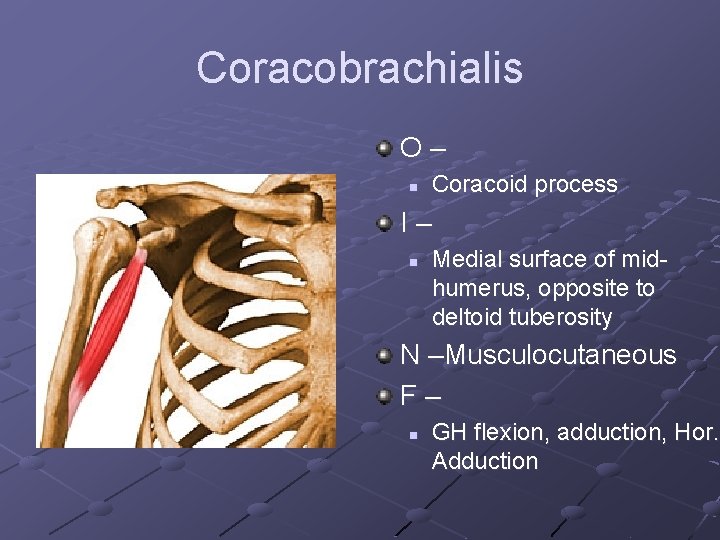 Coracobrachialis O– n Coracoid process I– n Medial surface of midhumerus, opposite to deltoid