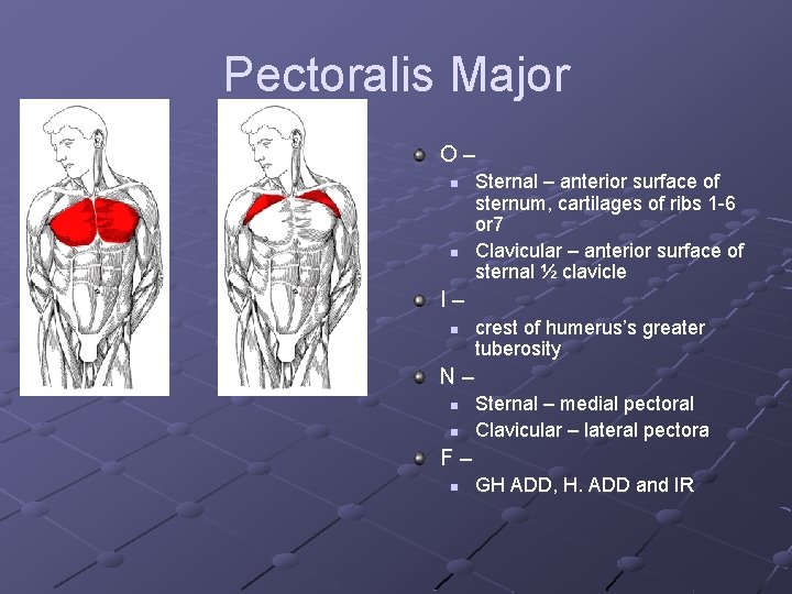 Pectoralis Major O– n n Sternal – anterior surface of sternum, cartilages of ribs