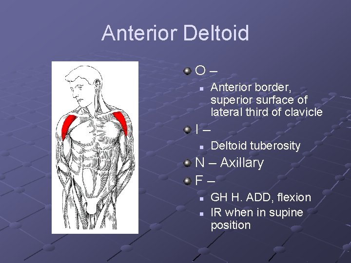 Anterior Deltoid O– n Anterior border, superior surface of lateral third of clavicle I–