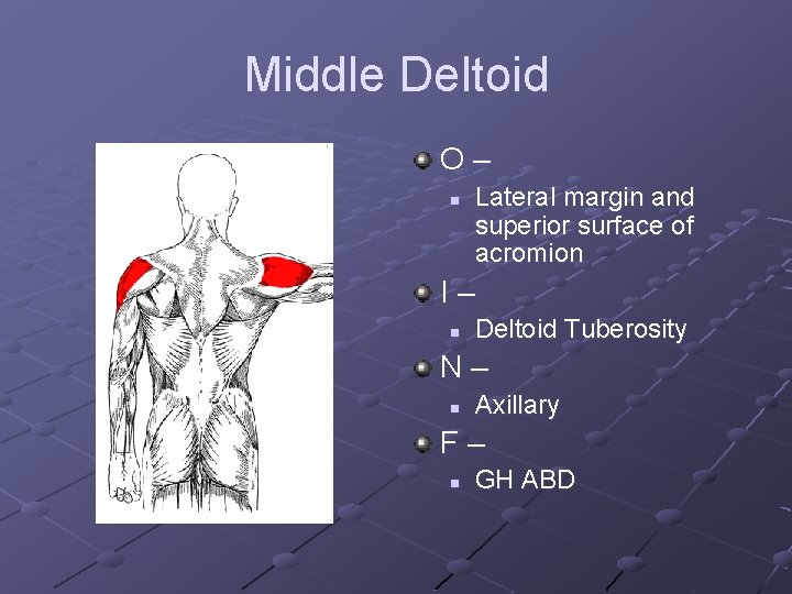 Middle Deltoid O– n Lateral margin and superior surface of acromion I– n Deltoid