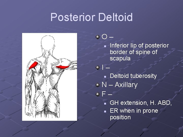 Posterior Deltoid O– n Inferior lip of posterior border of spine of scapula I–