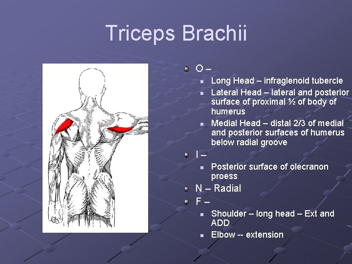 Triceps Brachii O– n n n Long Head – infraglenoid tubercle Lateral Head –