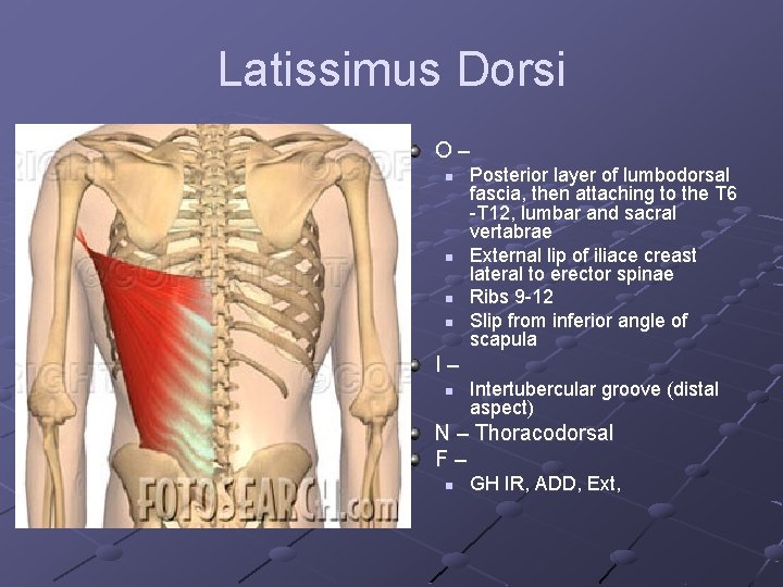 Latissimus Dorsi O– n n Posterior layer of lumbodorsal fascia, then attaching to the