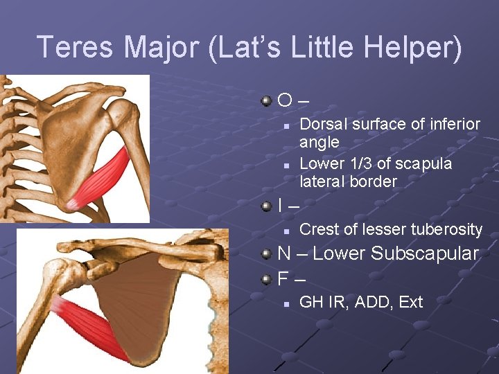 Teres Major (Lat’s Little Helper) O– n n Dorsal surface of inferior angle Lower