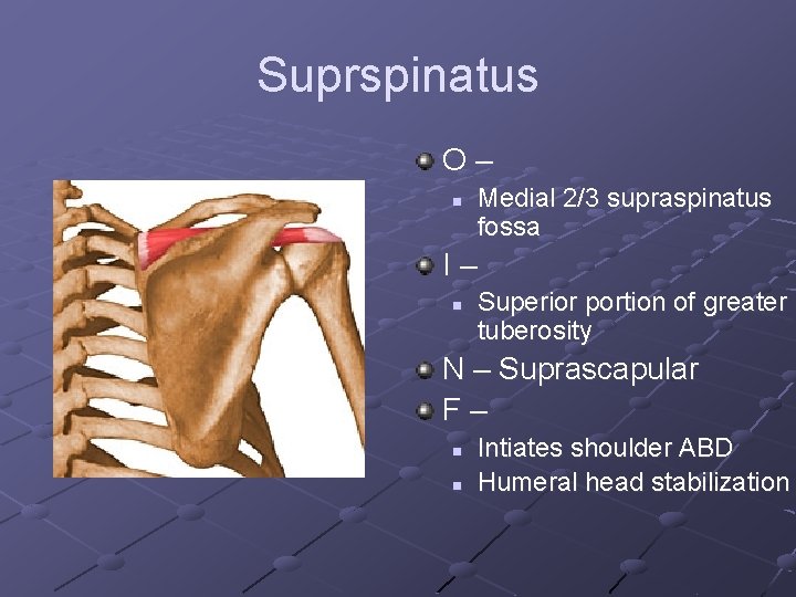 Suprspinatus O– n Medial 2/3 supraspinatus fossa I– n Superior portion of greater tuberosity