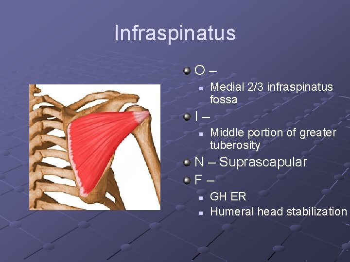 Infraspinatus O– n Medial 2/3 infraspinatus fossa I– n Middle portion of greater tuberosity