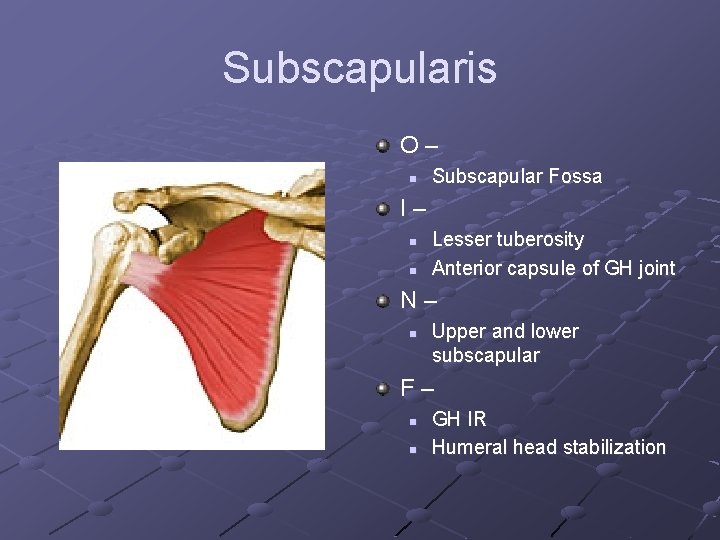 Subscapularis O– n Subscapular Fossa I– n n Lesser tuberosity Anterior capsule of GH