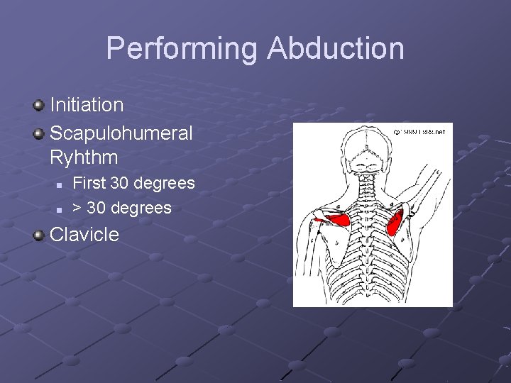 Performing Abduction Initiation Scapulohumeral Ryhthm n n First 30 degrees > 30 degrees Clavicle
