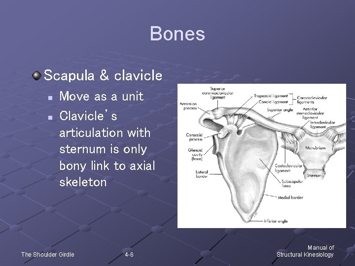 Bones Scapula & clavicle n n Move as a unit Clavicle’s articulation with sternum