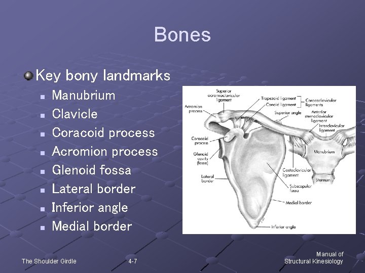 Bones Key bony landmarks n n n n Manubrium Clavicle Coracoid process Acromion process