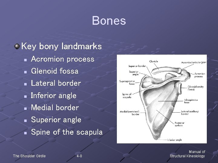 Bones Key bony landmarks n n n n Acromion process Glenoid fossa Lateral border