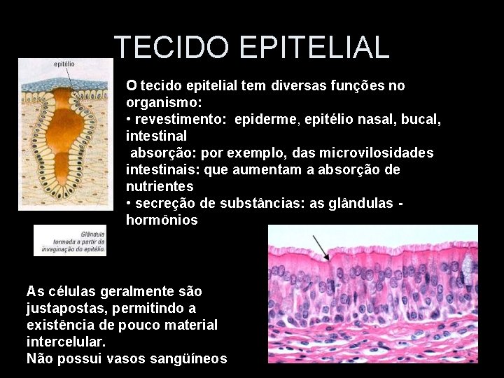 TECIDO EPITELIAL O tecido epitelial tem diversas funções no organismo: • revestimento: epiderme, epitélio