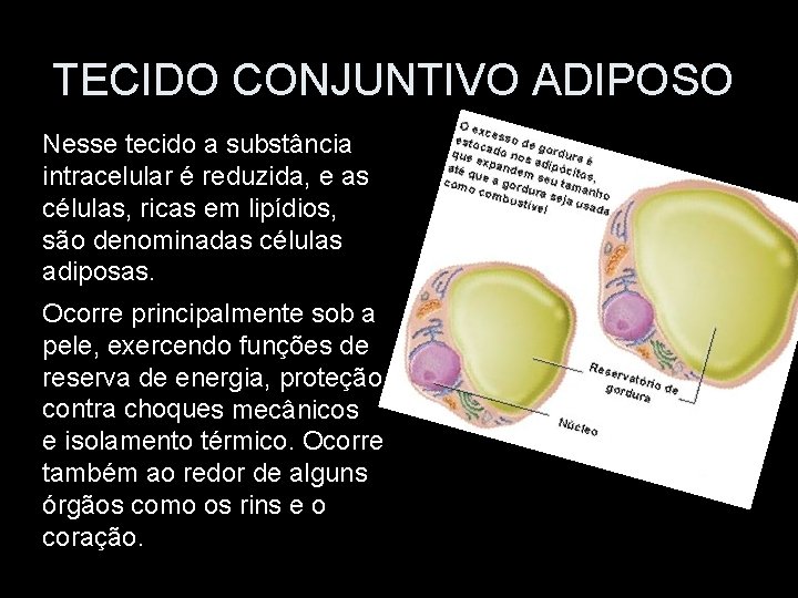 TECIDO CONJUNTIVO ADIPOSO Nesse tecido a substância intracelular é reduzida, e as células, ricas
