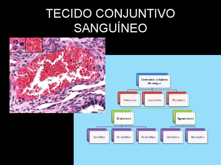 TECIDO CONJUNTIVO SANGUÍNEO 