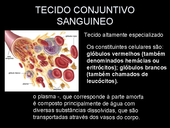 TECIDO CONJUNTIVO SANGUINEO Tecido altamente especializado Os constituintes celulares são: glóbulos vermelhos (também denominados