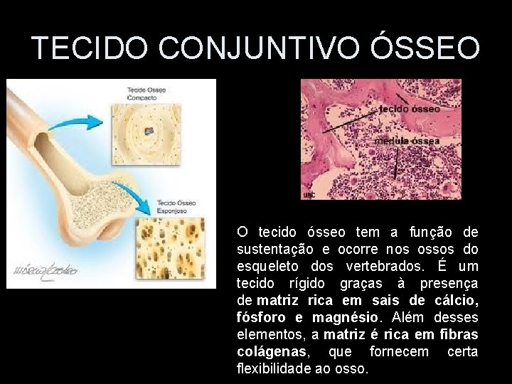TECIDO CONJUNTIVO ÓSSEO O tecido ósseo tem a função de sustentação e ocorre nos