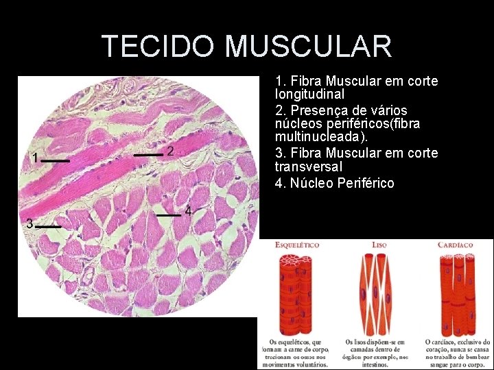 TECIDO MUSCULAR 1. Fibra Muscular em corte longitudinal 2. Presença de vários núcleos periféricos(fibra