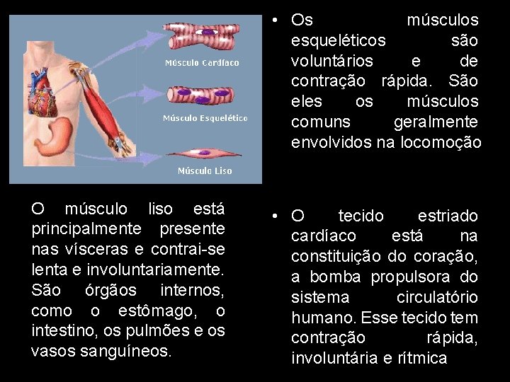  • Os músculos esqueléticos são voluntários e de contração rápida. São eles os