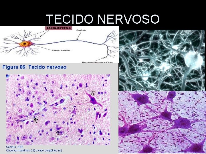 TECIDO NERVOSO 