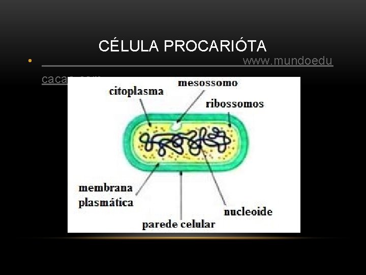 CÉLULA PROCARIÓTA • www. mundoedu cacao. com 