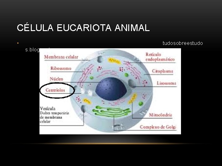 CÉLULA EUCARIOTA ANIMAL • tudosobreestudo s. blogspot. com 