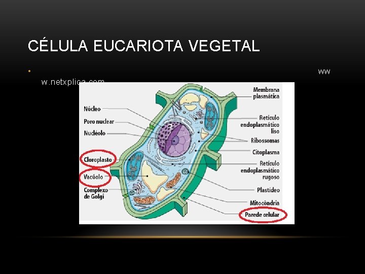 CÉLULA EUCARIOTA VEGETAL • ww w. netxplica. com 