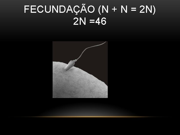 FECUNDAÇÃO (N + N = 2 N) 2 N =46 