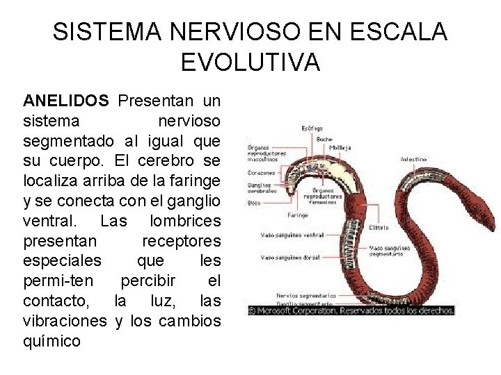 SISTEMA NERVIOSO EN ESCALA EVOLUTIVA ANELIDOS Presentan un sistema nervioso segmentado al igual que