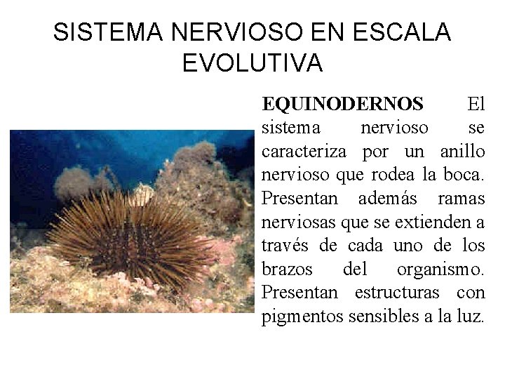 SISTEMA NERVIOSO EN ESCALA EVOLUTIVA EQUINODERNOS El sistema nervioso se caracteriza por un anillo